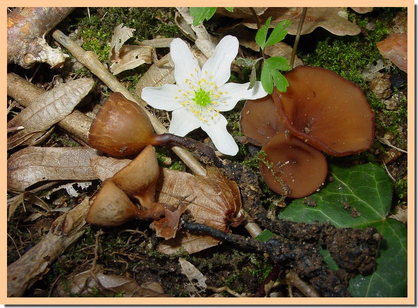 dumontinia sclerotina.jpg