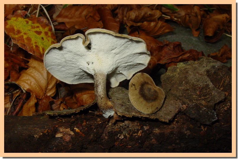 polyporus ciliatus.jpg