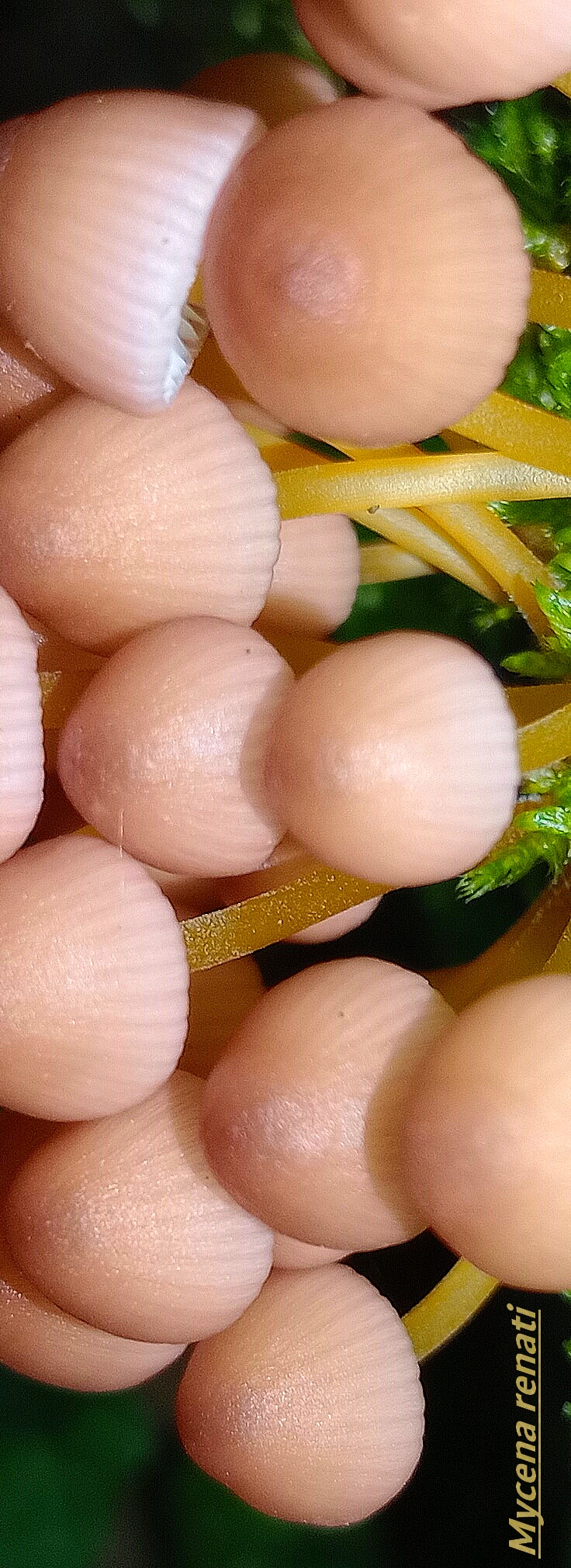 mycena renatii 25 2.jpg