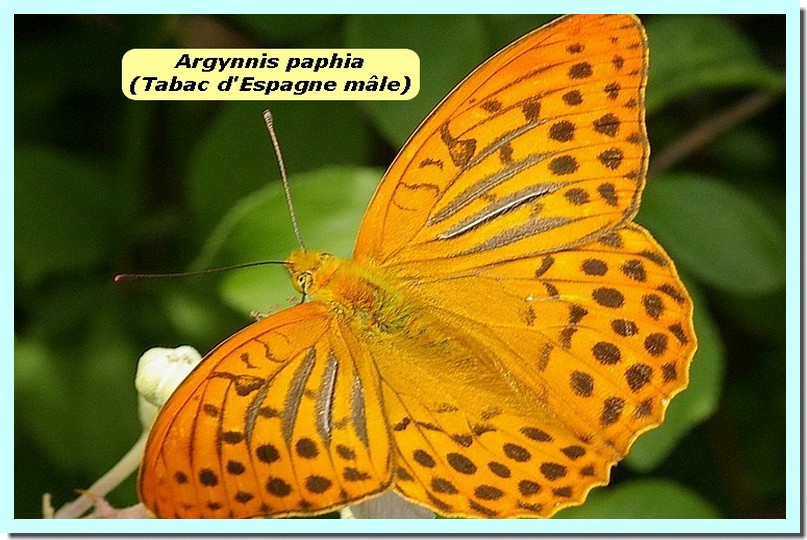 Argynnis Paphia1a _Tabac_.jpg
