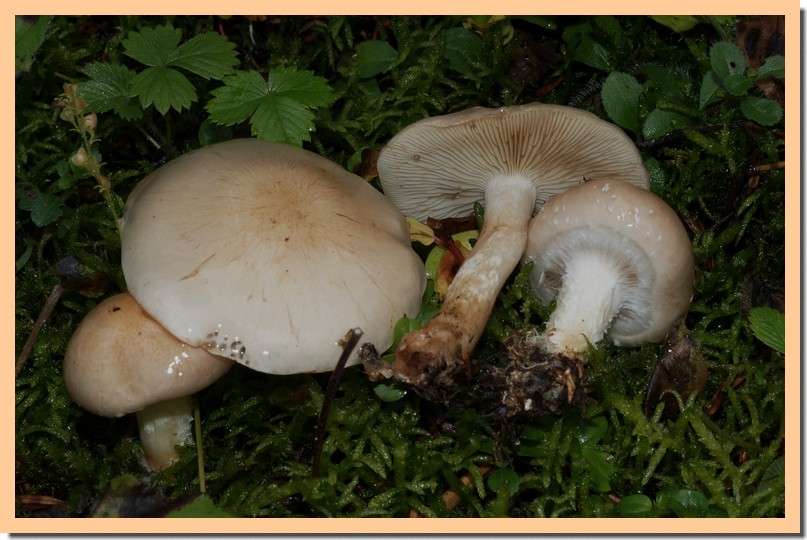 pholiota lenta 16.jpg