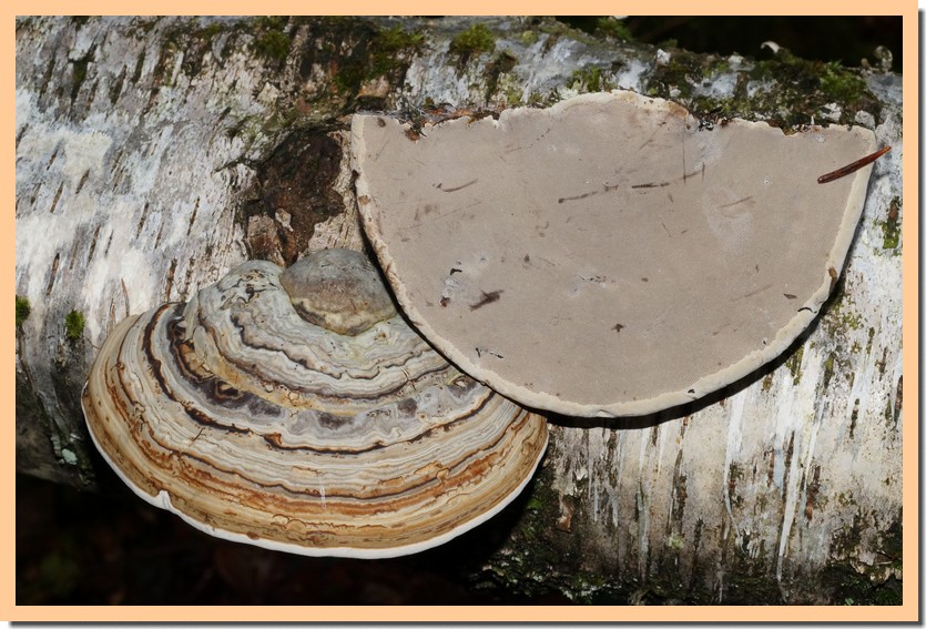 fomes fomentarius 19.jpg