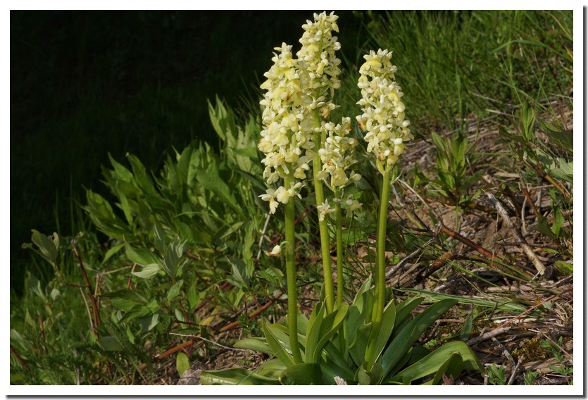 Orchis pallens 23.jpg