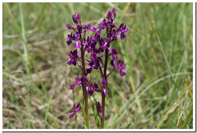 orchis laxiflora2.jpg