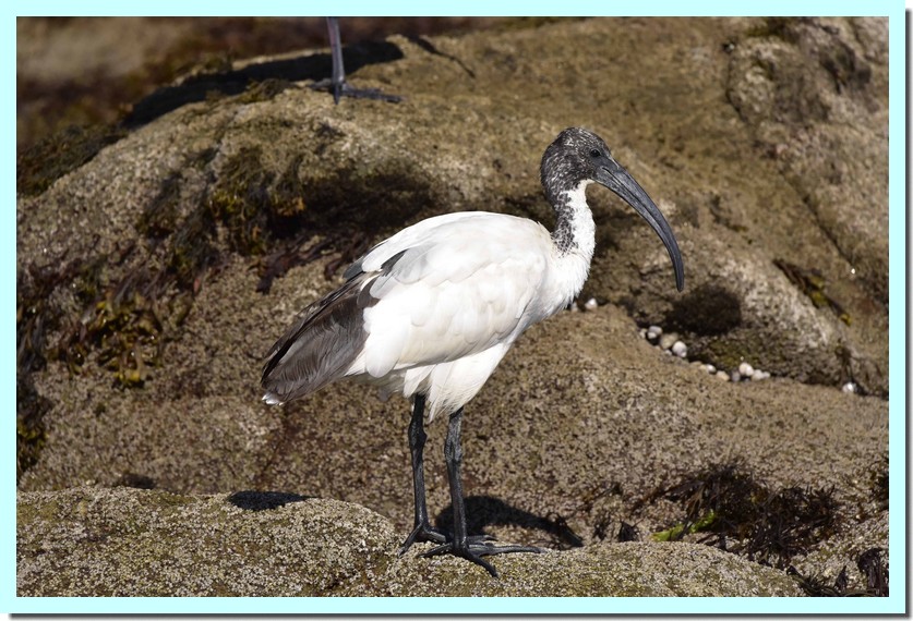 ibis sacré.jpg