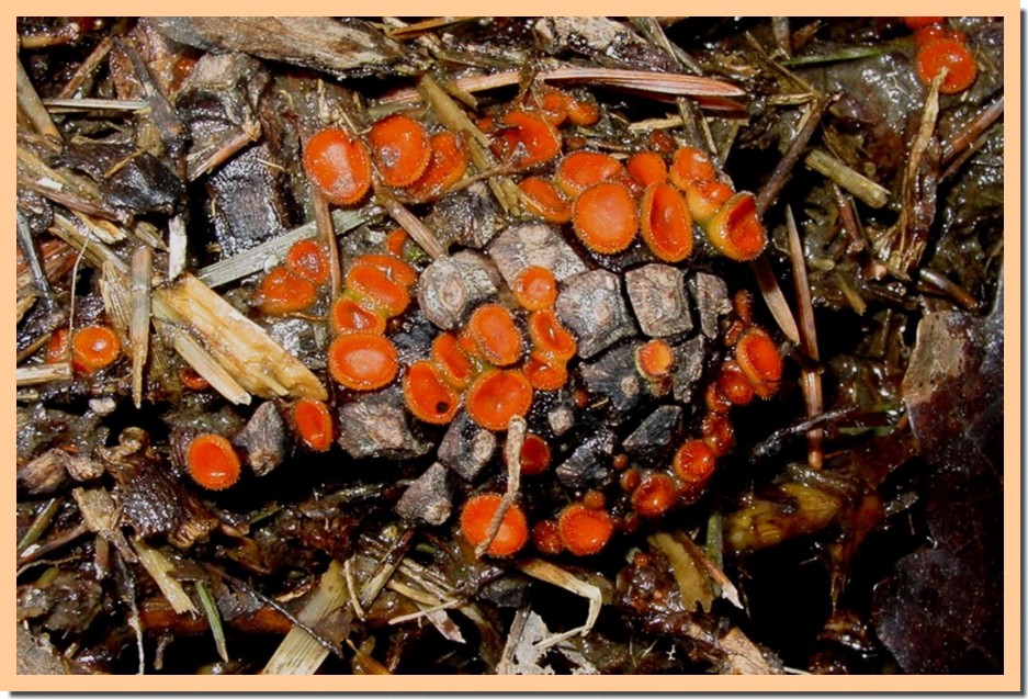 scutellinia scutellata.jpg