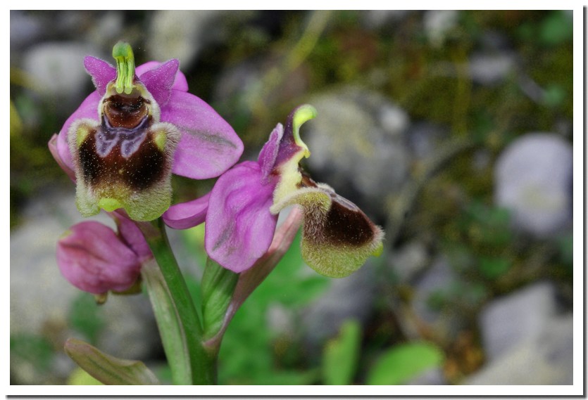 Ophrys leochroma.jpg