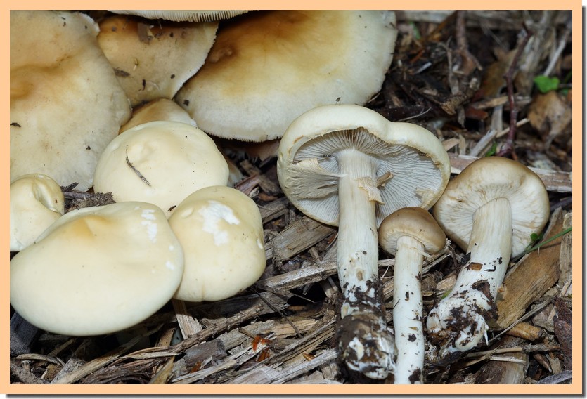agrocybe praecox 25.jpg