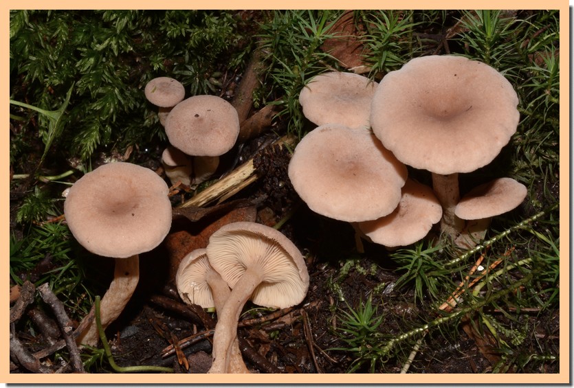 lactarius glyciosmus 22.jpg