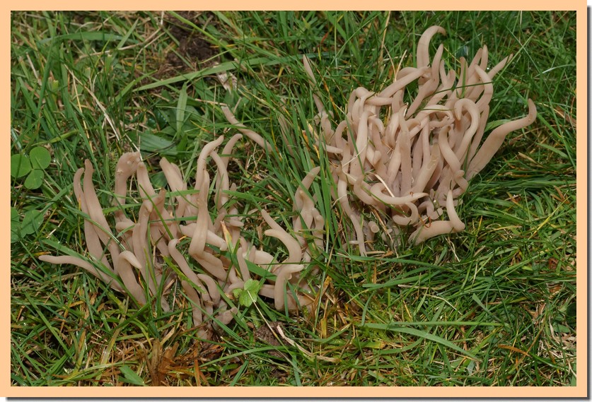 clavaria fumosa 19.jpg