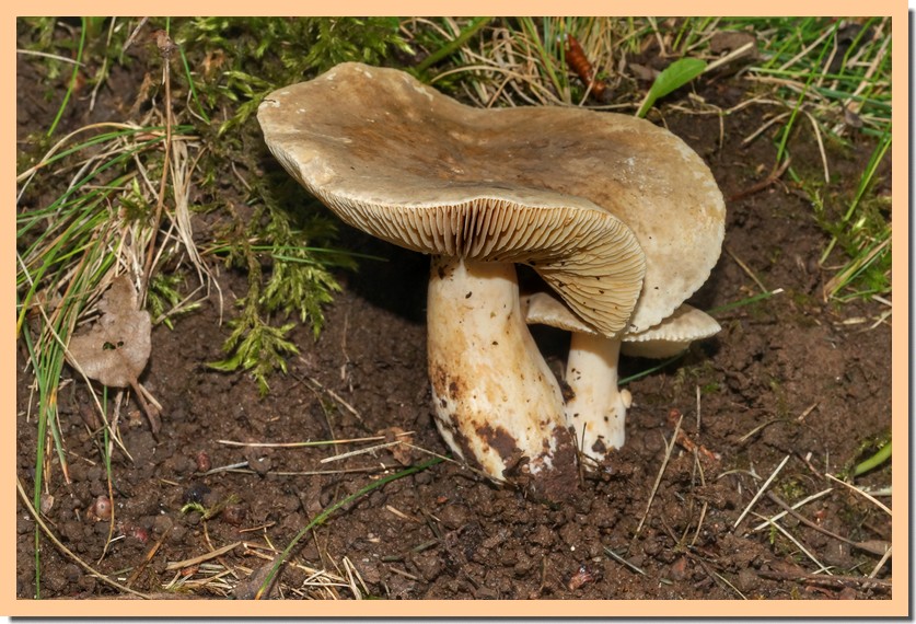 lactarius fuliginosus 18.jpg