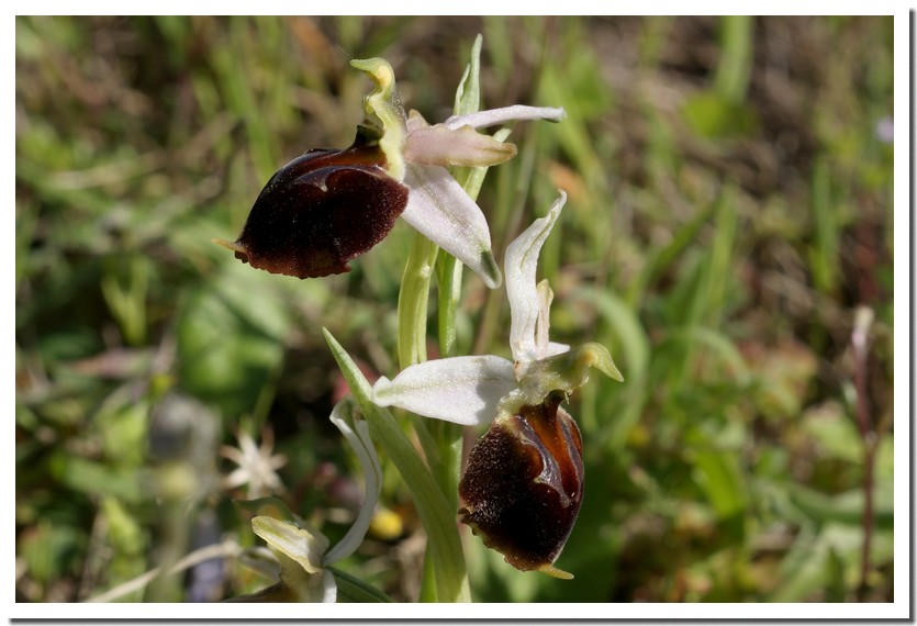 ophrys morisii4.jpg