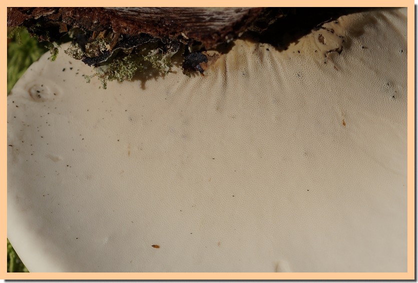 fomitopsis betulinus pores.jpg