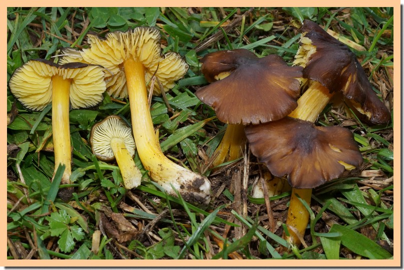 hygrocybe spadicea.jpg