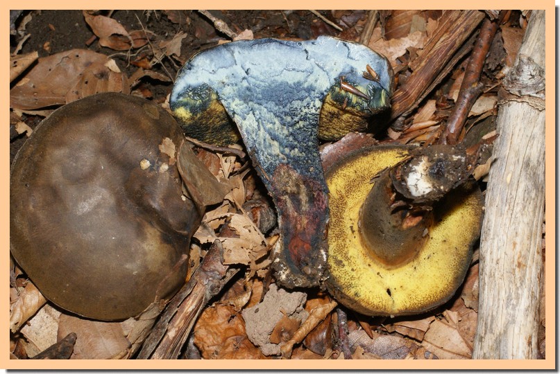 boletus pulverulentus2.jpg