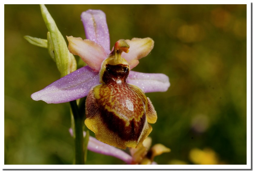 ophrys aveyronensis 17 2.jpg
