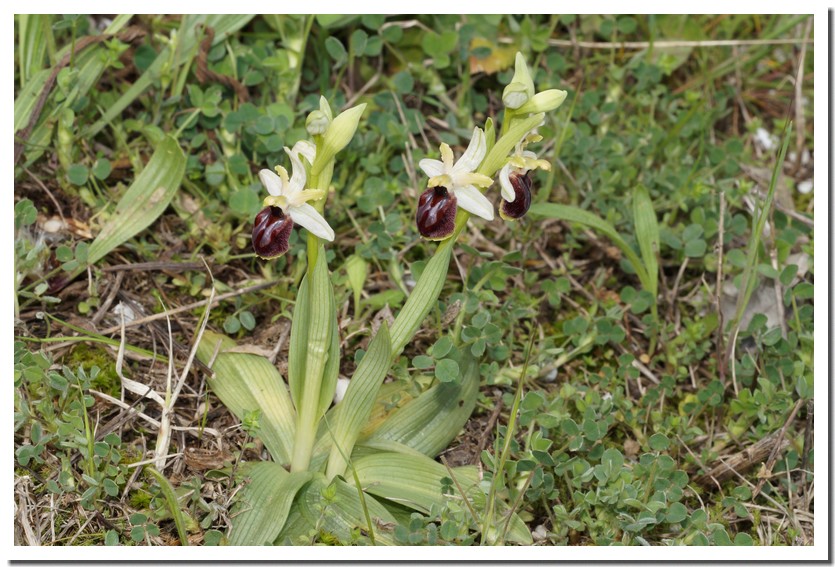 Ophrys arachnitiformis 22.jpg