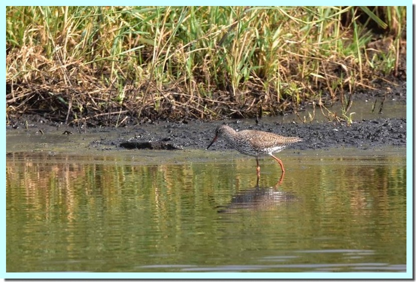 chevalier gambette.jpg