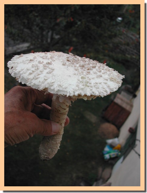 Amanita vittadinii 02.jpg