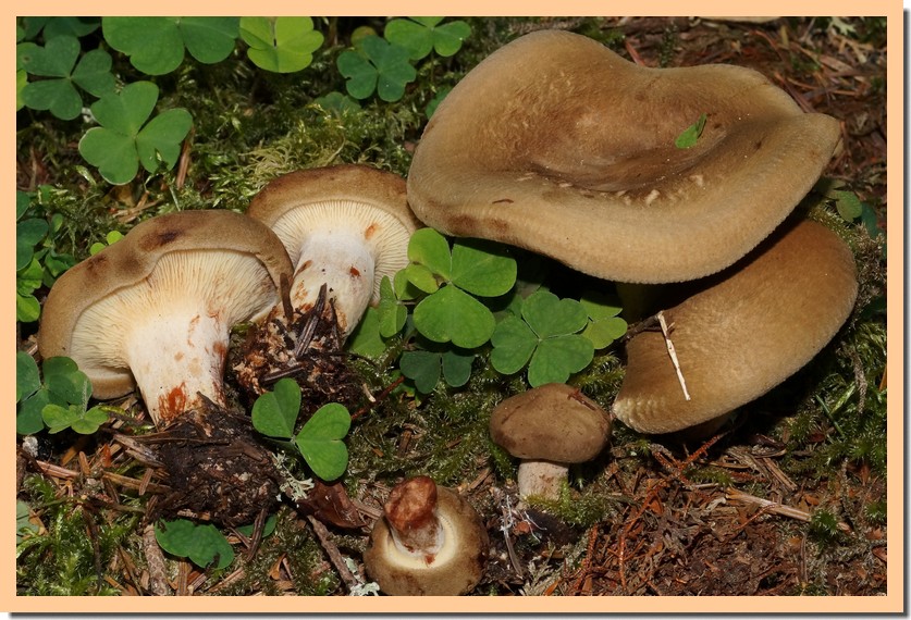 paxillus involutus 191.jpg