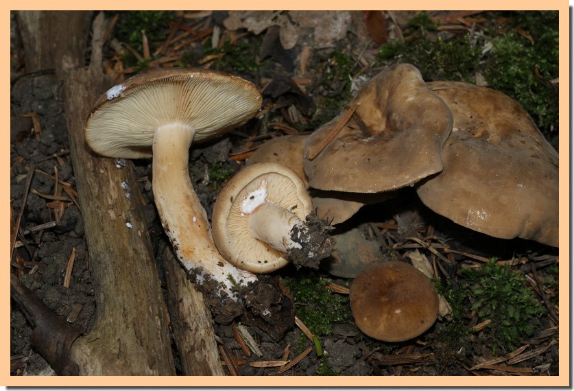 lactarius fuliginosus2.jpg