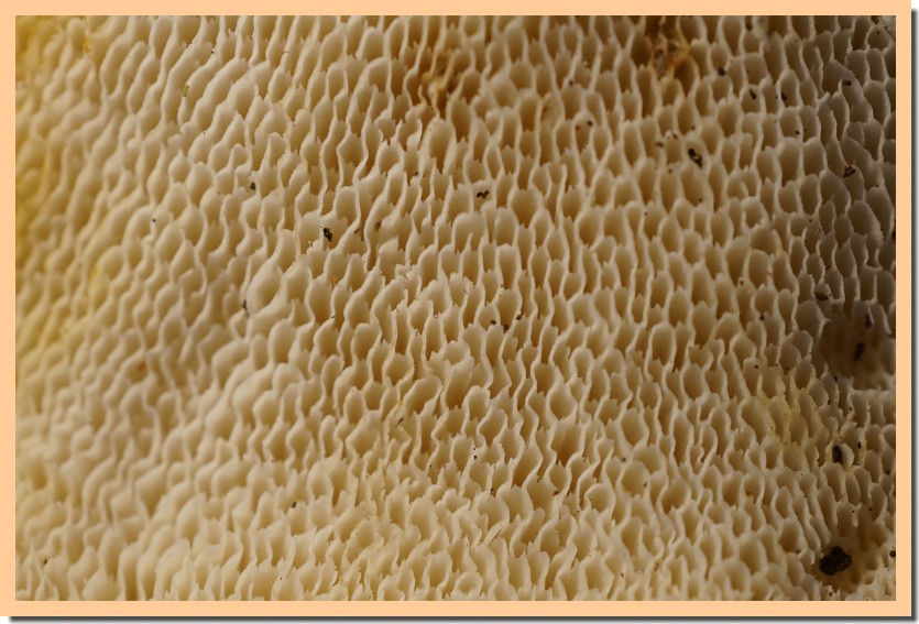 polyporus tuberaster pores 22 - Copie.jpg