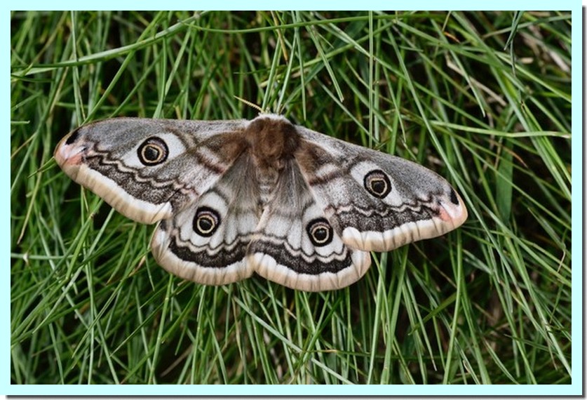 grand paon de nuit.jpg