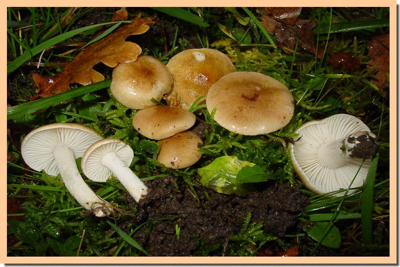 hygrophorus arbustivus.jpg