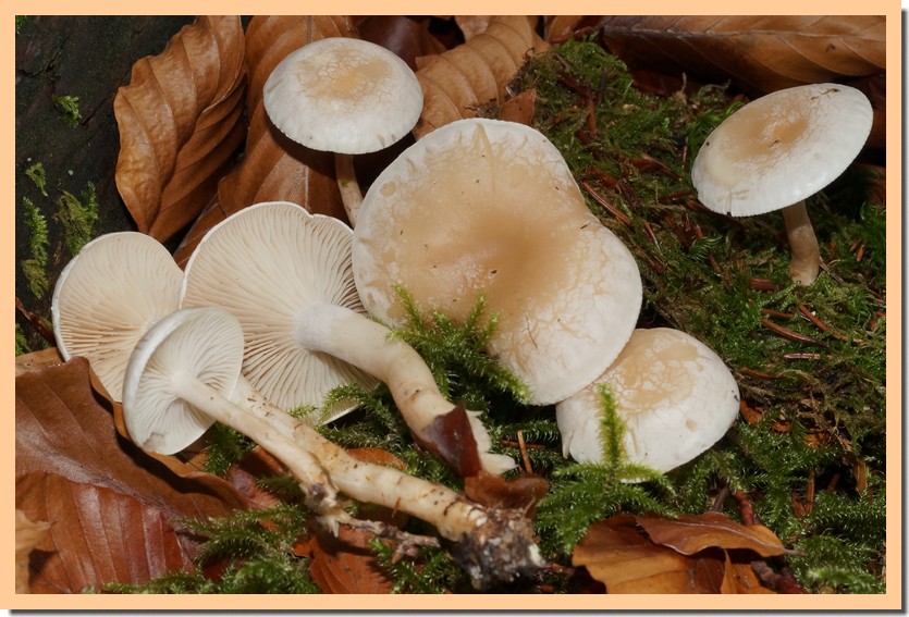 clitocybe phyllophila.jpg