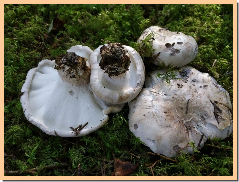 boletopsis grisea 19.jpg