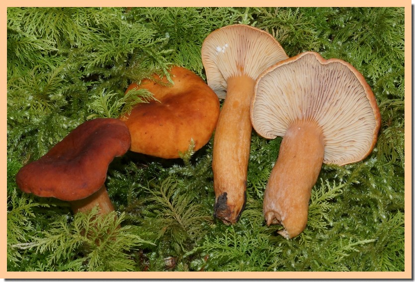 lactarius britannicus f. pseudofulvissimus 24.jpg