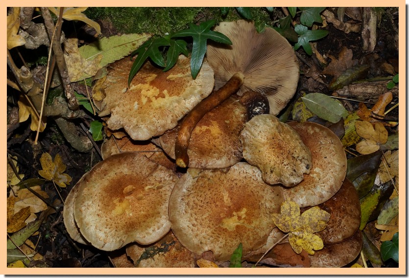 pholiota limonella 15.jpg