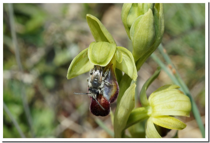 ophrys sulcata abeille.jpg