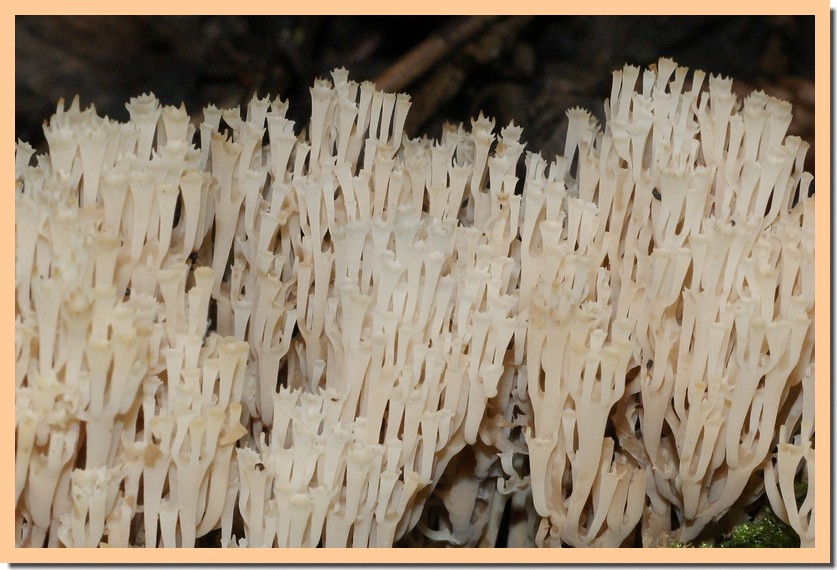 artomyces pyxidatus6.jpg