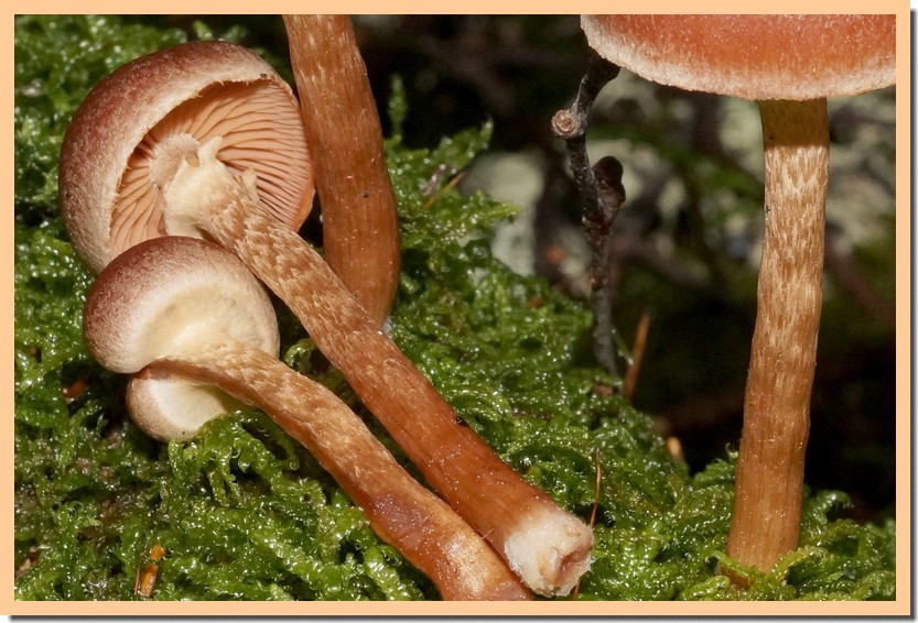 tubaria confragosa 141.jpg