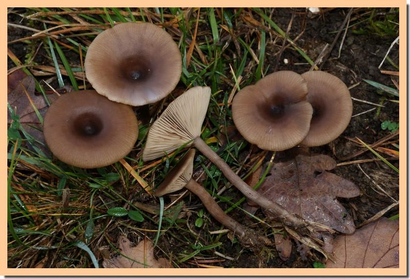 pseudoclitocybe expallens2.jpg