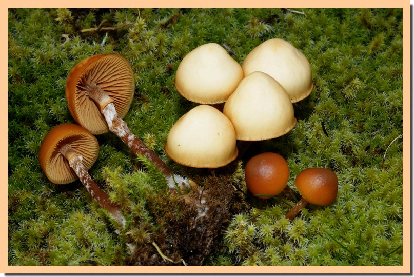 galerina marginata 14.jpg