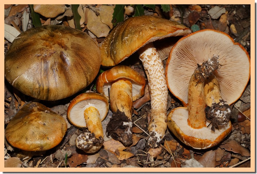 tricholoma aurantium.jpg