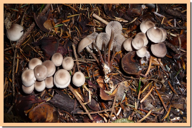 marasmius wynnei.jpg
