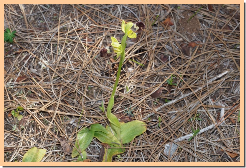 ophrys omegaifera 17.jpg