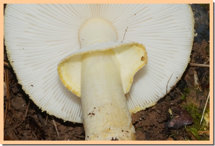 amanita franchetii 22.jpg