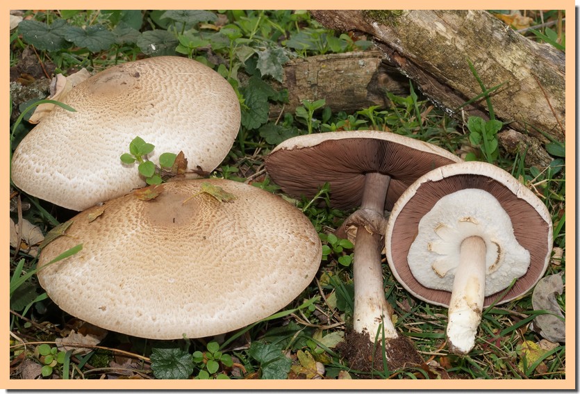 agaricus phaeolepidotus 20.jpg