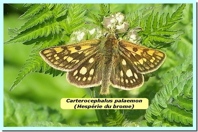 Carterocephalus palaemon1_Hespérie du brome_.jpg