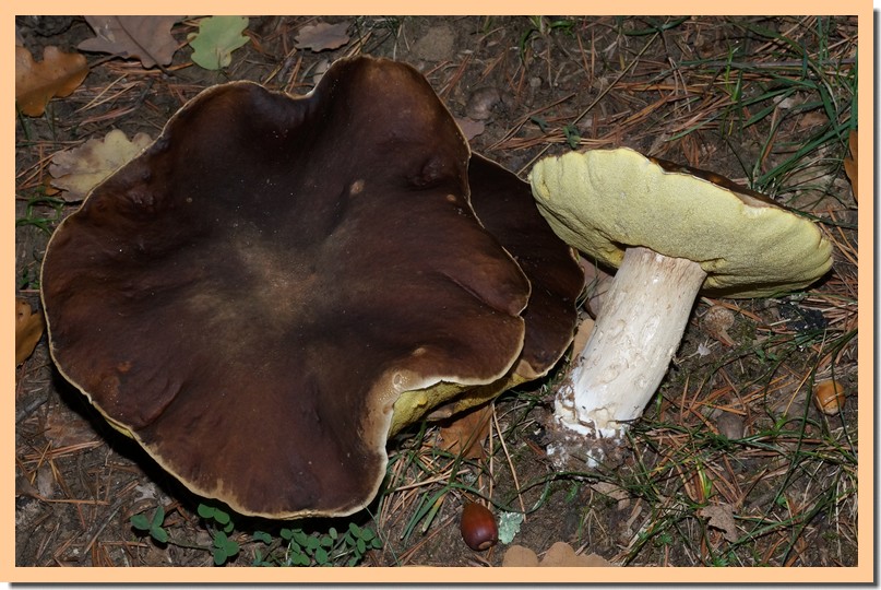 boletus edulis 15~01.jpg