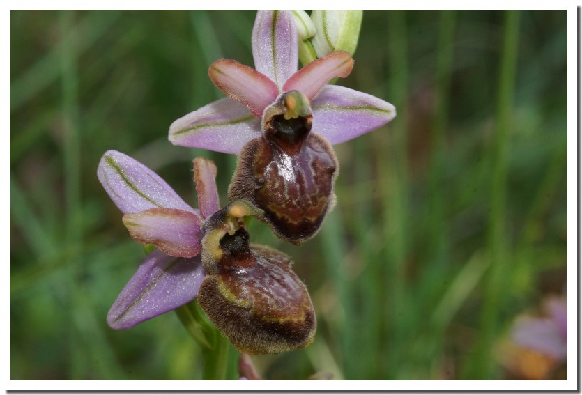 Ophrys aveyronnensis 22.jpg