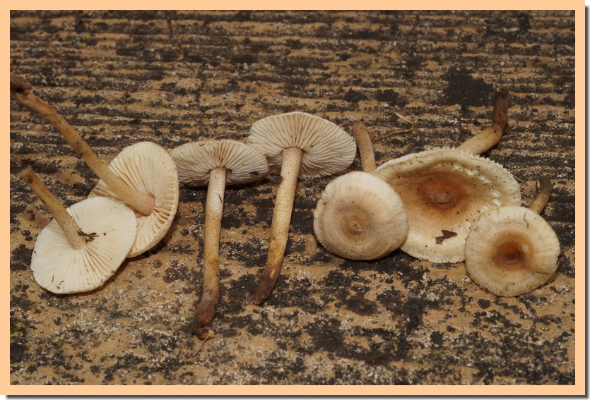 crinipellis subtomentosa 22.jpg