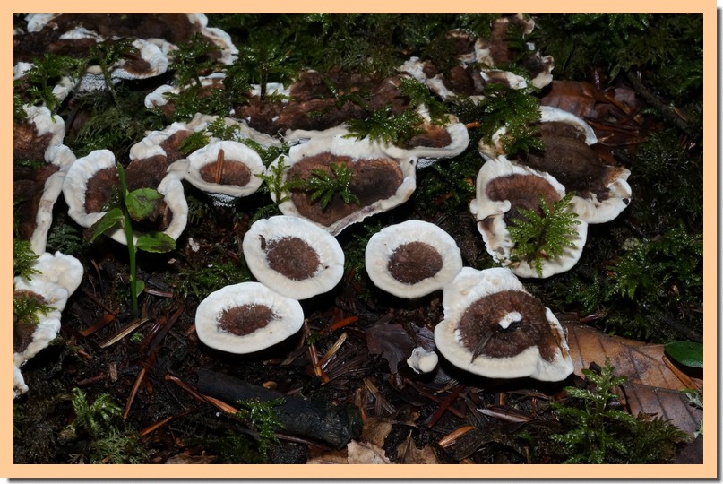 phellodon tomentosus 15.jpg