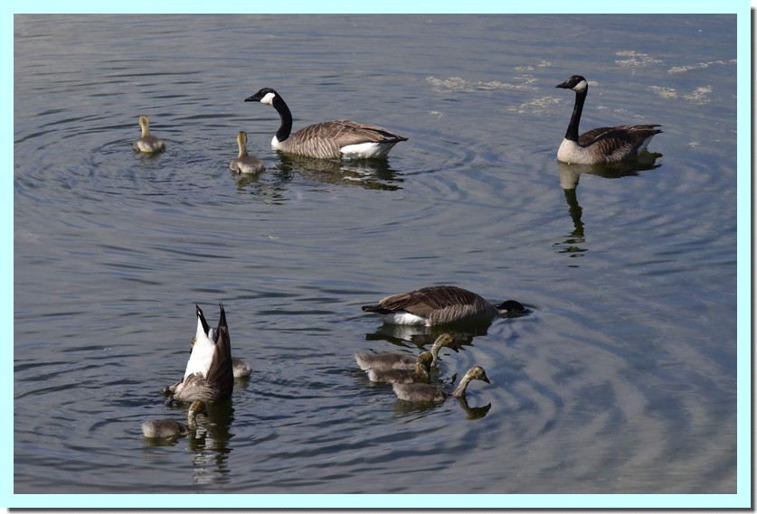 bernache du canada.jpg