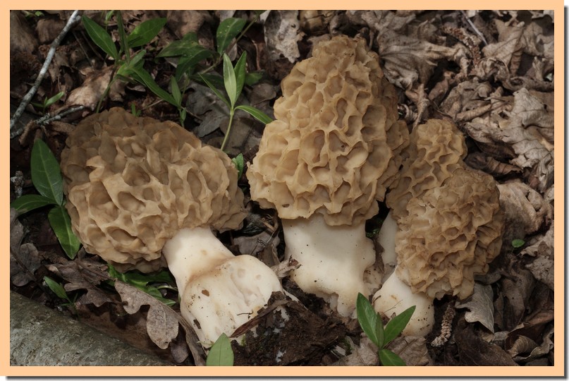 morchella esculenta3.jpg