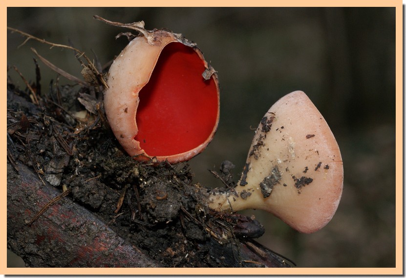 sarcoscypha coccinea6.jpg